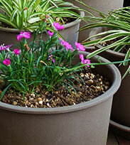 2dianthus.jpg