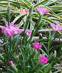 dianthus2.jpg