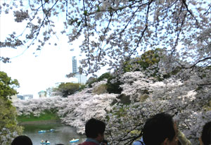 chidorigafuchi.jpg