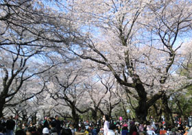 sakura2012.jpg